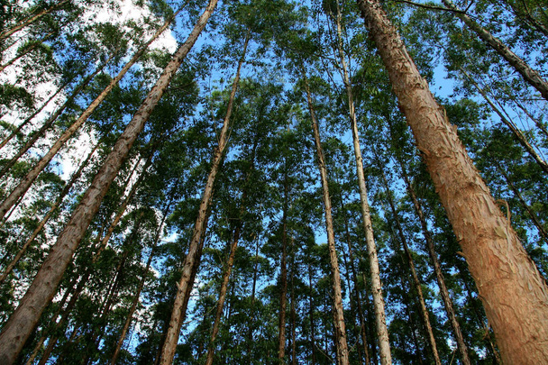 eunapolis, bahia, brazil - 25 de febrero de 2009: plantación de eucaliptos para la producción de pulpa en la ciudad de Eunapolis, al sur de Bahía. - Foto, Imagen