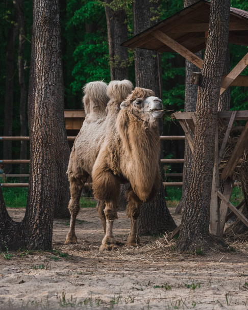 A vertical shot of a camel - Фото, изображение