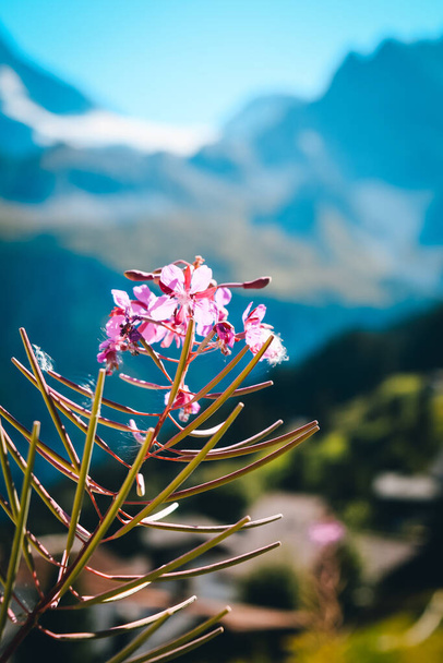 A selective focus shot of blooming flowers against a blurry mountain background - Fotó, kép