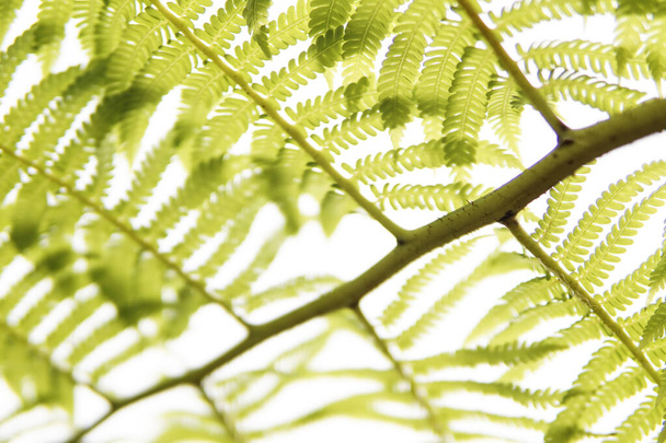 A closeup of fern leaves. Selected focus. - Fotoğraf, Görsel