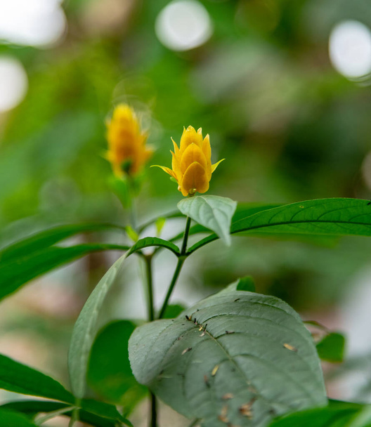 Yellow Flower Of Acanthaceae, Bali, Indonesia - Zdjęcie, obraz