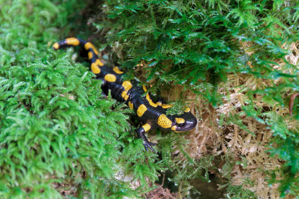 Czarny żółty łaciate ognia Salamandra dzikich w Forrest - Zdjęcie, obraz