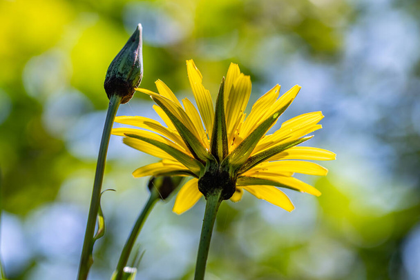 Tragopogon pratensis flower in field, close up - Foto, Imagem