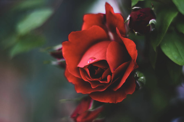 теплый летний вечер. цветок розы тонкие лепестки - Фото, изображение
