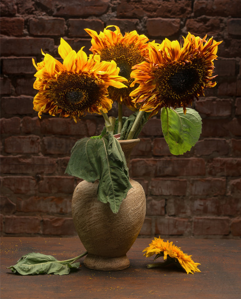 Beautiful sunflowers - Foto, Imagem