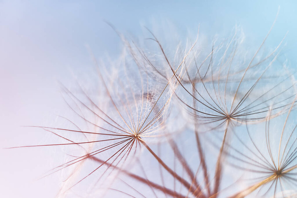 Abstract dandelion blowball background. Macrophotography of fluffy dandelion seeds.  - Photo, Image