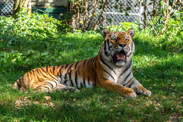 Сибірський тигр Panthera tigris altaica є найбільшим котом у світі. - Фото, зображення