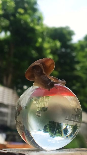 Een slak op een wereldbol, een conceptueel beeld dat een langzamere draaiende wereld betekent.Leven in de nieuwe wereld De veranderende groei van de nieuwe generatie 2021 - Foto, afbeelding