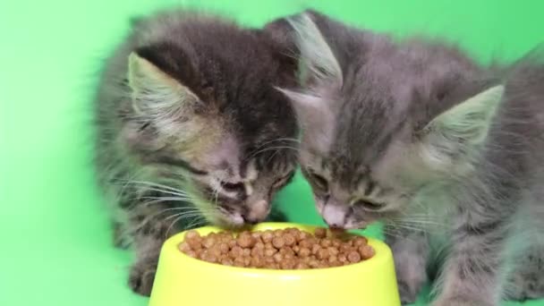 Dos gatitos pequeños comen comida seca de cerca sobre un fondo verde de pantalla verde cromakey - Imágenes, Vídeo