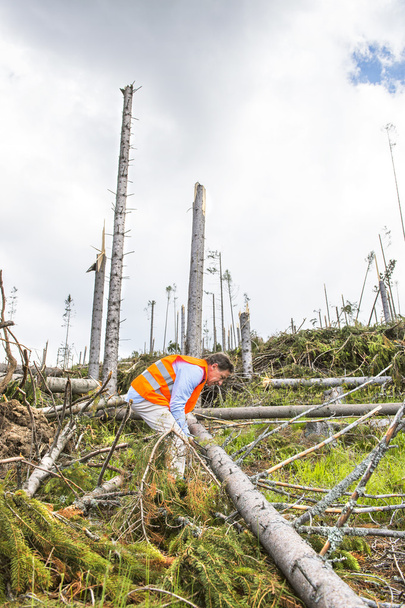 Trabajador de rescate en bosque destruido
 - Foto, Imagen
