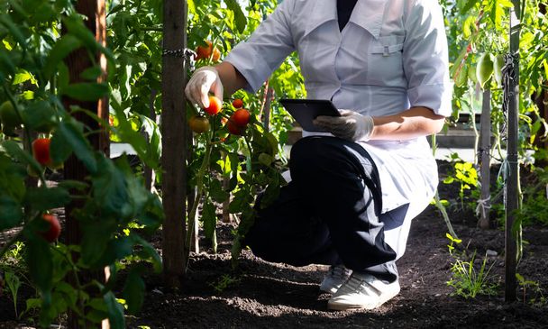 laboratory assistant in a bathrobe and gloves, works in a greenhouse. collects crop data, uses a tablet. - Photo, Image