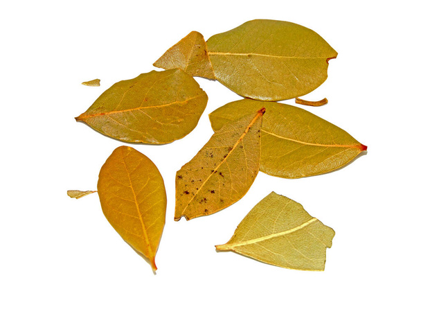 Φύλλα δάφνης απομονωμένα σε λευκό φόντο - Φωτογραφία, εικόνα