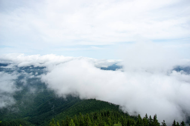 Fog over the forest of the Carpathian mountains - Photo, Image