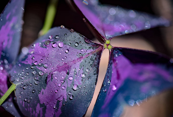 Leaf in drops of purple triangular acidic close up  - Photo, Image