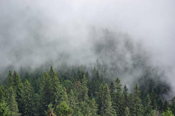 Brouillard sur la forêt des Carpates - Photo, image