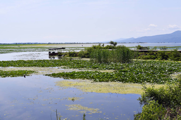 Grécia, Paisagem no Lago Kerkini na Macedônia Central, o lago é um local favorito para aves aquáticas e outras criaturas do mar, como tartarugas - Foto, Imagem
