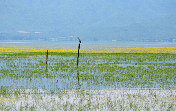 Řecko, Krajina s šedou volavkou na jezeře Kerkini ve střední Makedonii - Fotografie, Obrázek