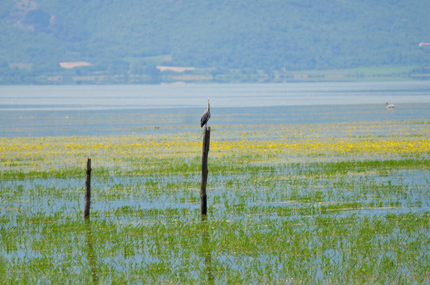Greece, Landscape with grey heron on Lake Kerkini in Central Macedonia - Photo, Image