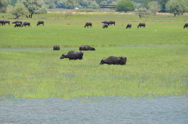 Greece, Landscape with water buffalos on Lake Kerkini in Central Macedonia - Photo, Image