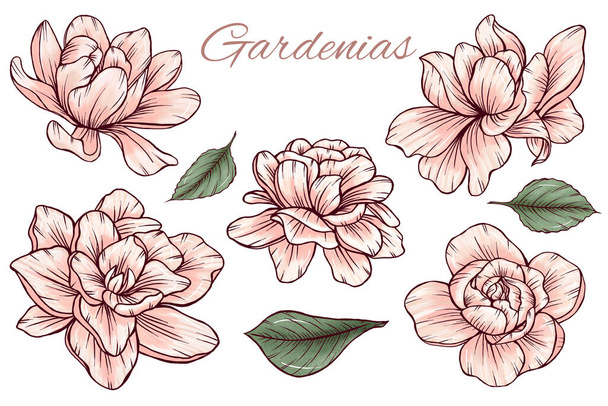 Elegant pinky gardenia flowers graphics, green leaves, sophisticated garden flowers, wedding botanica, summer flowers design elements - Foto, immagini