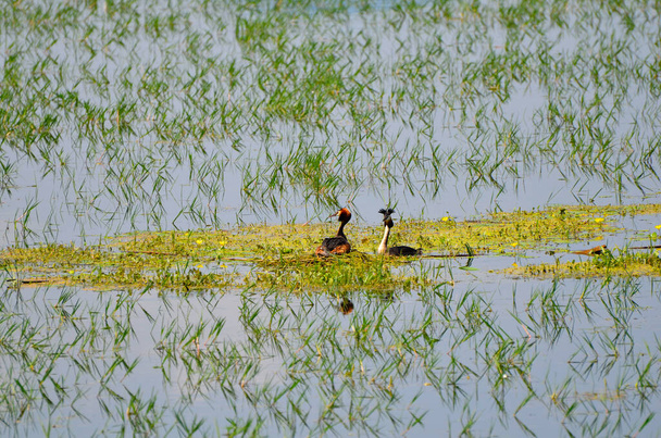 Greece, nest of  great crested grebe in Lake Kerkini in Central Macedonia - Photo, Image