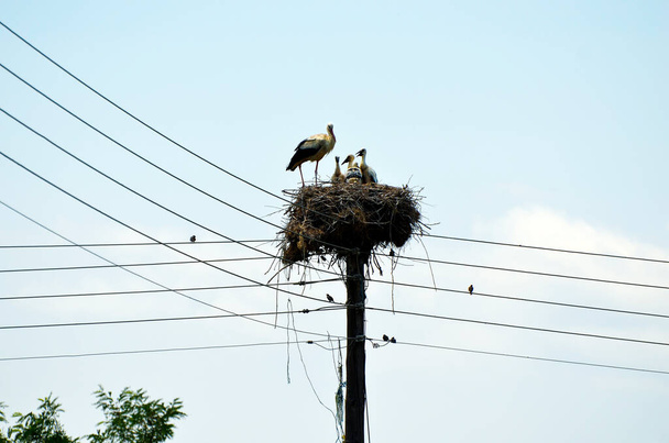 Greece, Stork's nest built on power poles in the tiny village on Lake Kerkini in Central Macedonia - Photo, Image