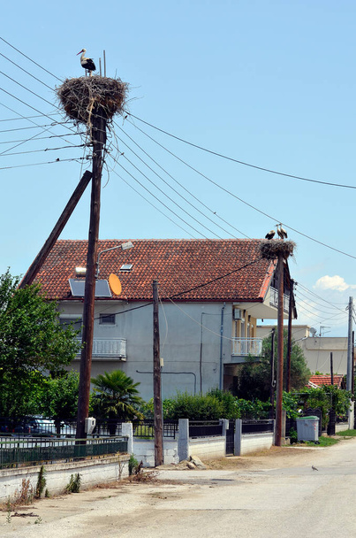 Grecia, nido de cigüeña construido en postes de energía en la pequeña aldea en el lago Kerkini en Macedonia Central - Foto, Imagen
