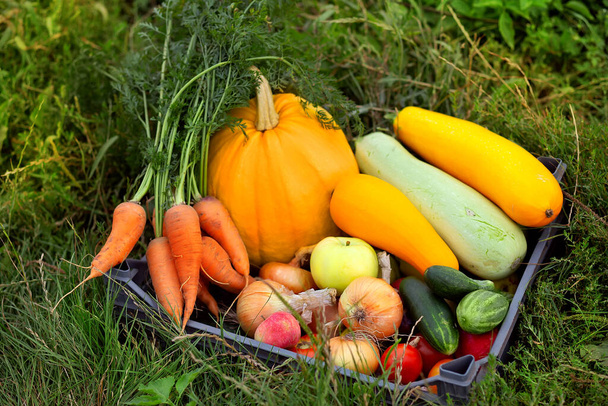 De la nourriture biologique. Produits du jardin et légumes récoltés. Légumes frais de ferme en boîte - Photo, image