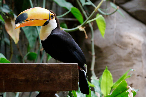 Toco toucan (Ramphastos toco), también conocido como el tucán común o el tucán gigante que come - Foto, imagen