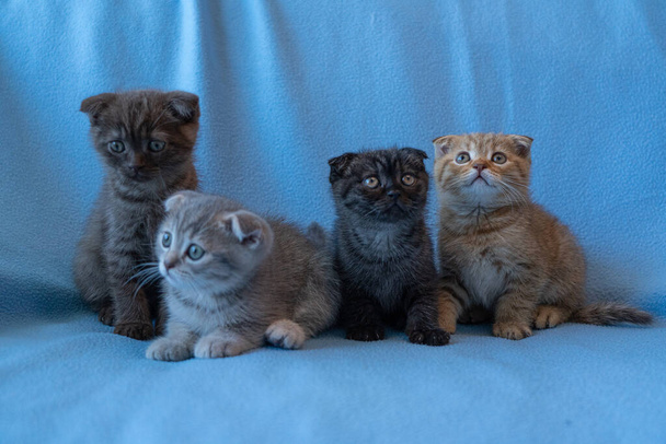 cuatro tabby escocés doblar gatitos - Foto, Imagen