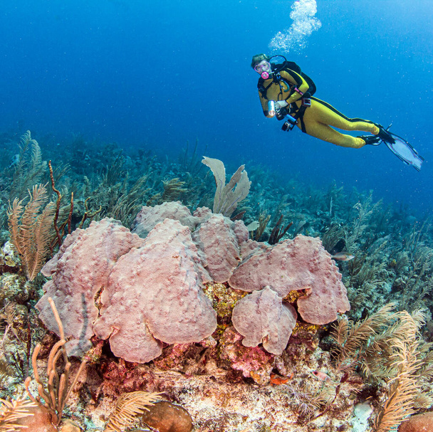 Mergulho em um recife em Belize - Foto, Imagem