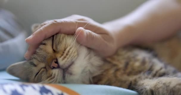 cat sleeping and geting massage on face by woman - Footage, Video