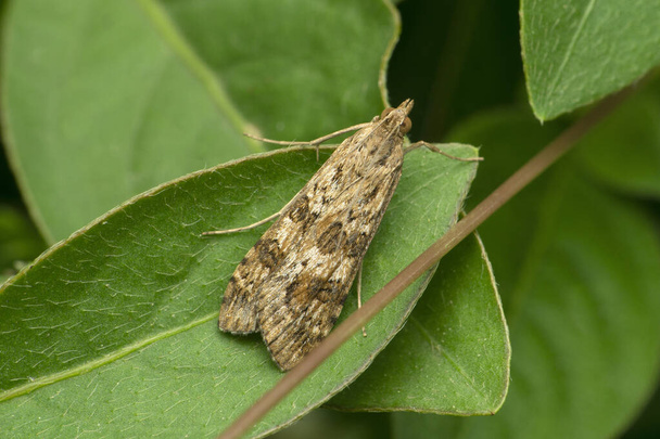 Geometridae é uma espécie de insetos lepidópteros, mais especificamente de traças. Anavitrinella pampinaria, Satara, Maharashtra, Índia - Foto, Imagem