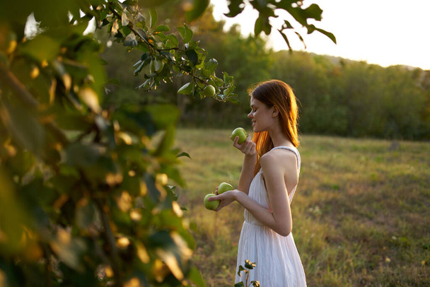 Woman in white dress picks apples on nature - Foto, Bild