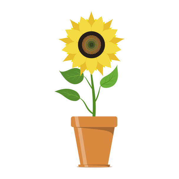 Sunflower in flowerpot. Yellow flower in a pot. Floral design elements. Summer garden or field plant with yellow petals and seeds. Vector illustration - Vector, Image