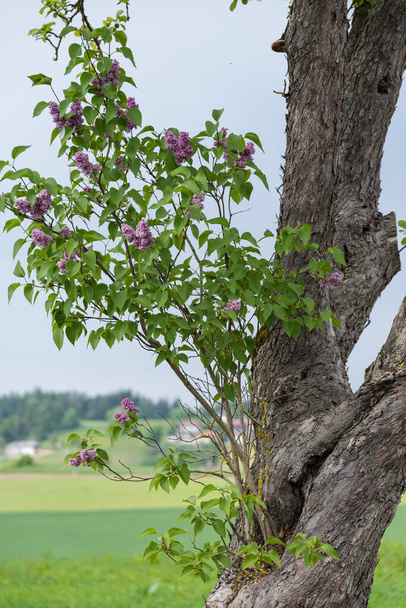 Contraste na natureza - o lilás tem suas raízes em uma velha árvore frutífera - Foto, Imagem