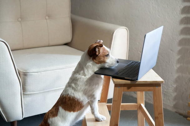 ノートパソコンの後ろの犬。ライトオフィスのジャック・ラッセル・テリア - 写真・画像