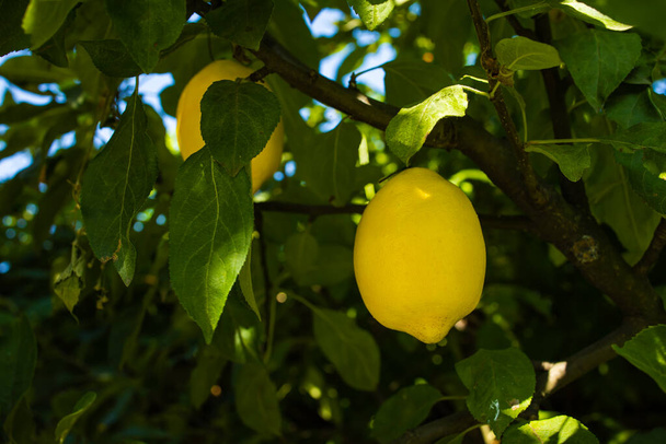 Friss sárga érett citrom csokrok citromfa ágakon az olasz kertben - Fotó, kép