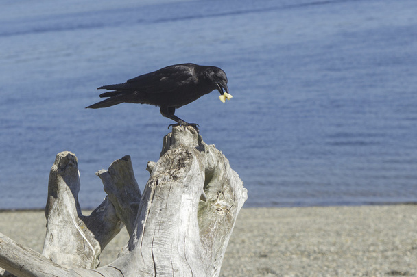 Perched crow on a log. - Photo, Image