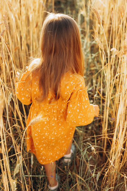 pretty 3-year-old girl walks and poses for a photo in a wheat field at sunset - Photo, image
