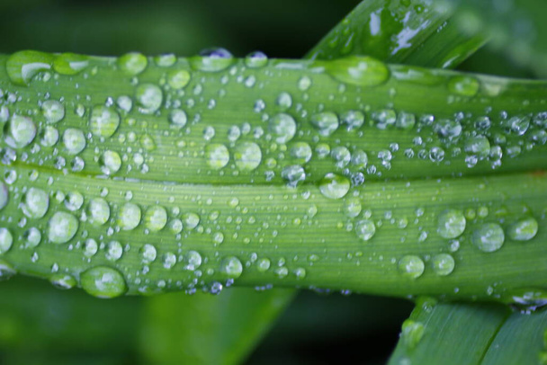 Closeup of plants with morning dew - Photo, image
