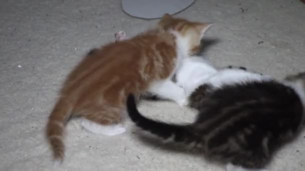  Kavga eden üç küçük kedi yavrusu. Kavga eden küçük kediler. Siyah, beyaz kırmızımsı gri - Video, Çekim