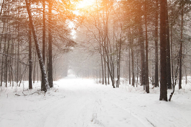 Un sentier forestier enneigé, éclairé par la journée.Une promenade par une belle journée d'hiver.Fond d'un hiver de conte de fées enneigé avec une allée d'arbres - Photo, image
