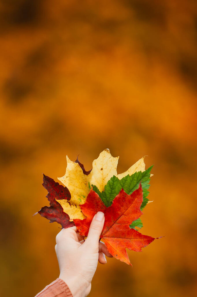 woman hand holding colorful maple leaves. autumn vibes. copy space. greeting card - Photo, Image