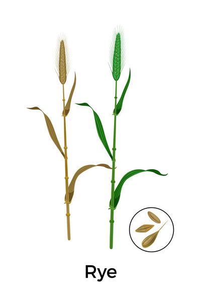 穀物植物ライ麦組成物 - ベクター画像
