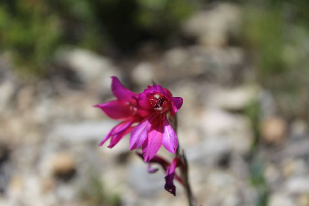VALLIRANA Dağı 'nın Çiçeği, Bir Bahar Öğleden Sonra - Fotoğraf, Görsel