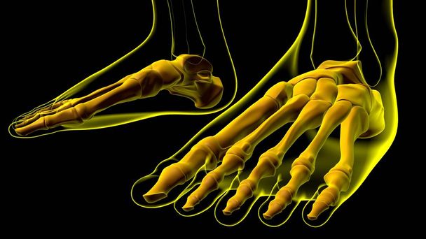Human Skeleton Foot bone Anatomy For Medical Concept 3D Illustration - Fotografie, Obrázek
