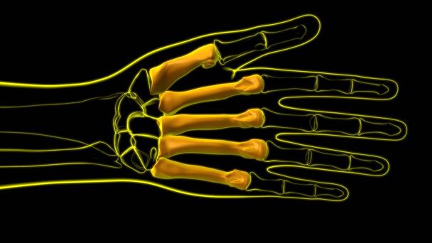 Anatomie osseuse humaine de phalanges de main de squelette pour l'illustration 3D de concept médical - Photo, image