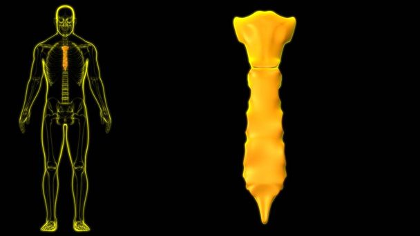 人間の骨格｜医学的概念の骨解剖学3Dイラスト - 写真・画像