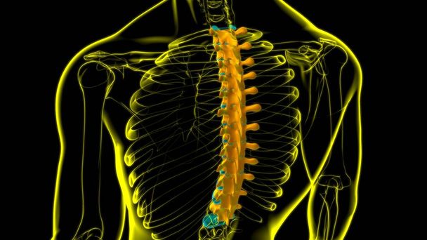 Menschliches Skelett Wirbelsäule Brustwirbel Anatomie 3D Illustration - Foto, Bild